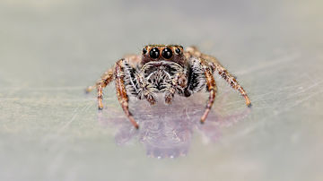 Wallpaper thumb: Jumping Spider (Opisthoncus parcedentatus)